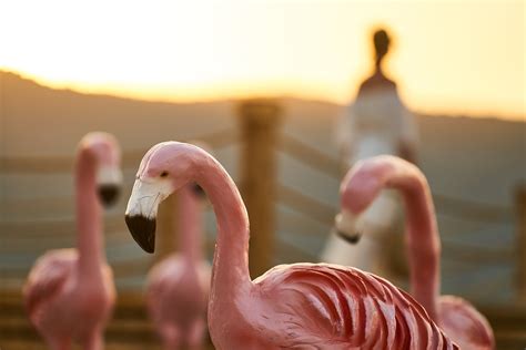 Flamingo Burung Merah Foto Gratis Di Pixabay Pixabay