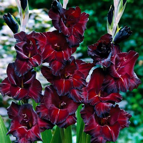 Гладиолус Крупноцветковый Black Surprise - купить с доставкой по ...