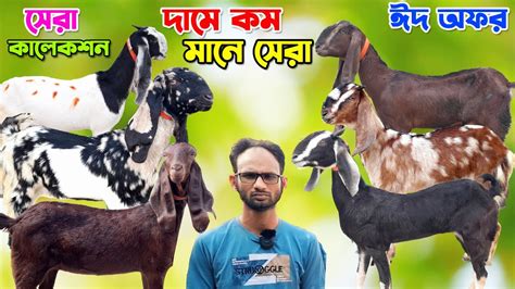 পানির দামে উন্নত জাতের ছাগল কিনুন। হাই কোয়ালিটি ছাগল। শহিদুল ভাই এর