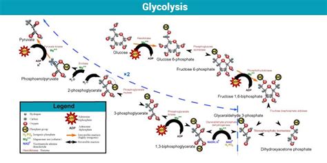 Glycolysis Stages Of Glycolysis Production Of Atp Molecules Byjus