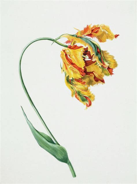 Study Of A Parrot Tulip Painting By Unknown Artist Fine Art America