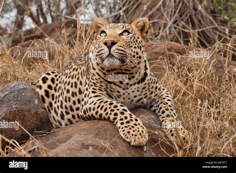 Leopard Panthera Pardus Climbing Around The Tree Stock Photo Alamy