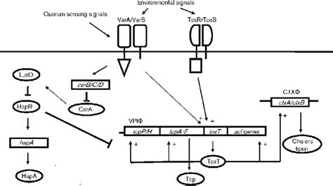 Schematic Representation Of Virulence Regulation In V Cholerae In Download Scientific Diagram