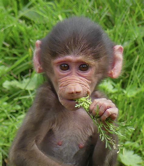 Baby Girl Baboon Photograph by Margaret Saheed - Pixels