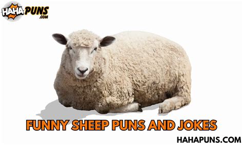 Funny Sheep Puns And Jokes