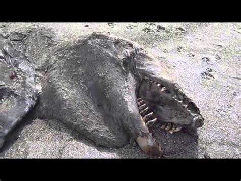 Misterioso Monstruo Marino Aparece Muerto En Una Playa 2013 Sea Monster