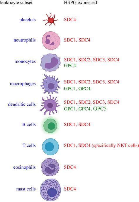 Syndecan Receptors Pericellular Regulators In Development And