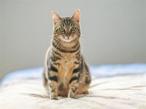 Día Internacional del Gato Por qué se celebra tres veces al año y qué