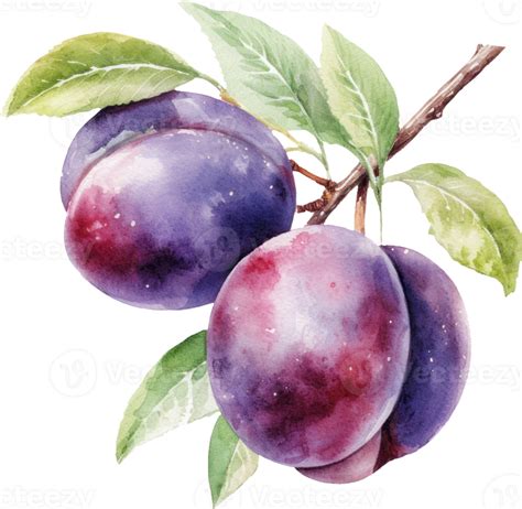 Plum Fruit Watercolor Illustration Png