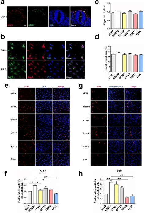 Effects Of Mesp2 Variants On Cncc Migration And Proliferation A