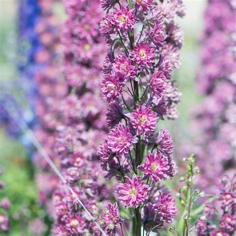 Szkółka Bylin Dobrepole Delphinium Elatum Highlander Flamenco