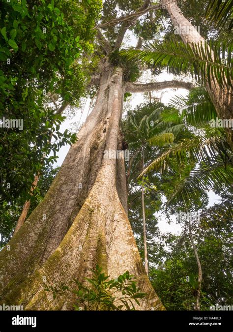 Big Ceiba Kapok Tree On The Bank Of The Javari River Ceiba Pentandra