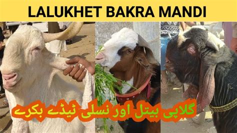 Lalukhet Bakra Mandi Karachi Bakra Mandi Gulabi Bakra Beetal Aur