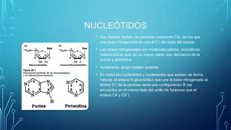 Biolog A Molecular Cidos Nucleicos Ppt