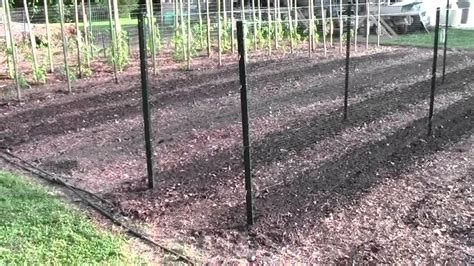 How We Plant And Grow Pole Beans Youtube