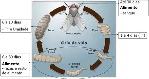 Por Que As Moscas Fazem Barulho Que Ambiente Vive A Mosca Mundo Ecologia