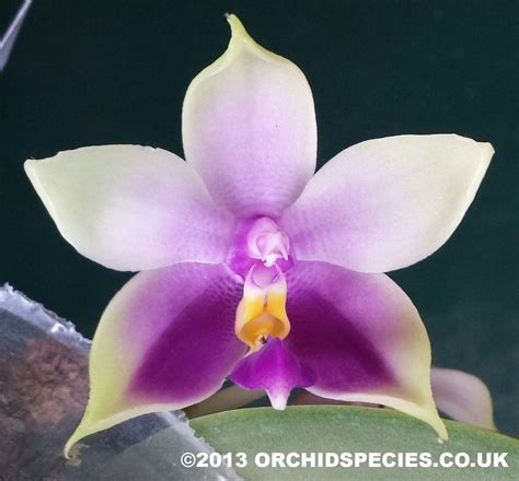 Garden Patio Phalaenopsis Bellina X Violacea Plants Seedlings