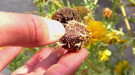 Chrysanthemums Seeds