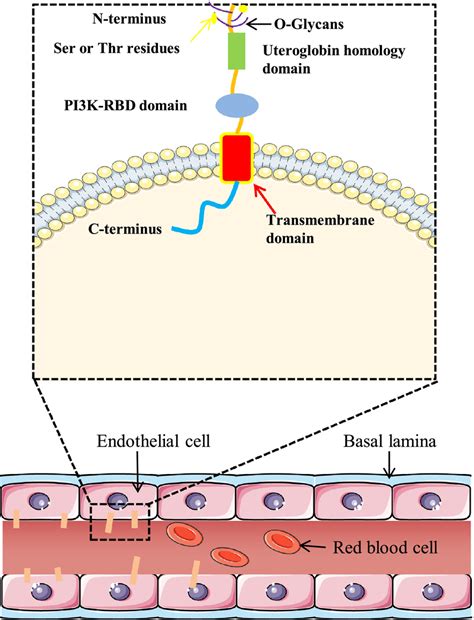 Schematic Representation Of Transmembrane Endomucin This Enlarged