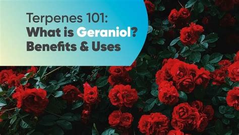 Terpenes 101: What is Geraniol? Benefits & Uses | Education - Where's ...