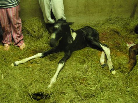 The Birth of a Foal: A Precious Moment in Time - 4theloveofhorses