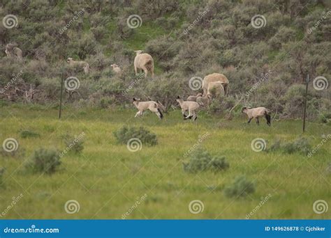 Lambs Playing and Racing stock photo. Image of cute - 149626878