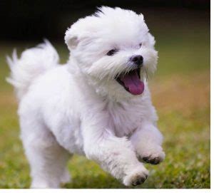 Maltese Dog Breed Temperament and Personality - Small, Playful and Pleasing