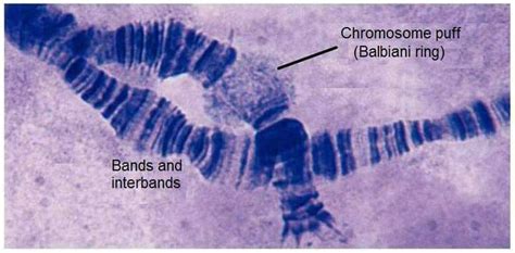 BioGenix Balbiani Ring