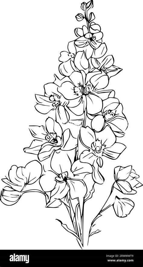 Pencil Delphinium Drawing July Birth Flower Larkspur Drawing