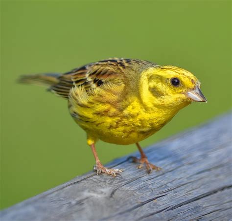 British Garden Birds Britain And Britishness