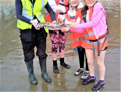 Sandown Bay Shark Eggcase Survey April 2022 Blue Seas Protection