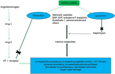 Angiotensin Receptor Neprilysin Inhibitor ARNI And Its Mechanism Of