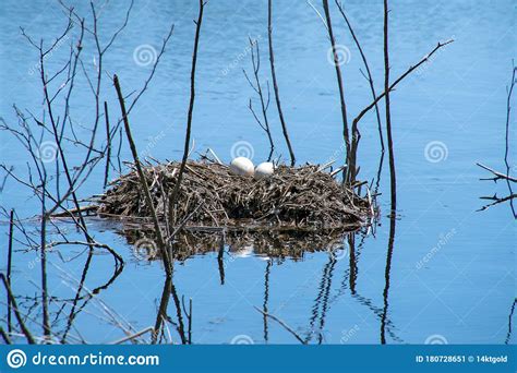 Canada Goose Eggs On Floating Nest Stock Image Image Of Goose