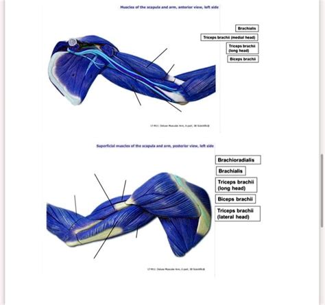 SOLVED Muscles Of The Scapula And Arm Anterior View Left Side