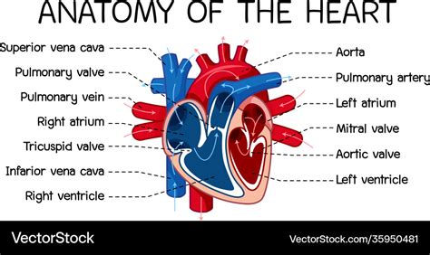 Information Poster Human Heart Diagram Royalty Free Vector