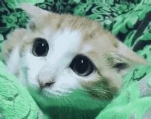 Sad Kitten GIFs | Tenor