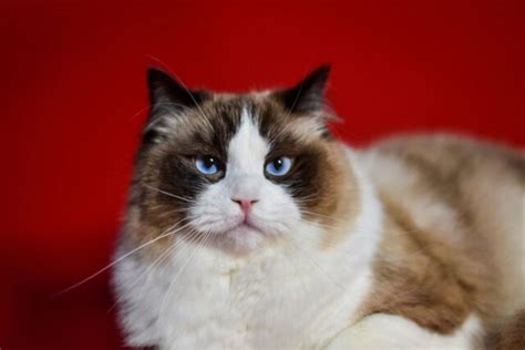 350+ Awesome Ragdoll Cat Names For Your Fluffy Furrend