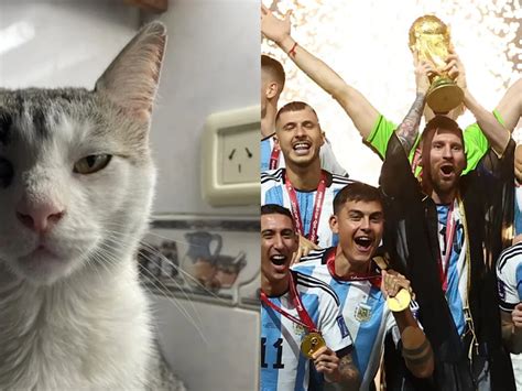 Compar A Su Gato Con Un Jugador De La Scaloneta Y Caus Furor En Las