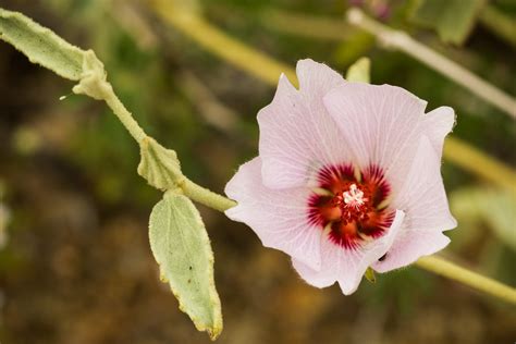 Desert Hibiscus Justin Meissen Flickr