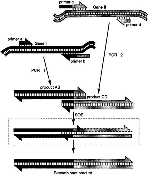 Figure 1 From Gene Splicing By Overlap Extension Semantic Scholar