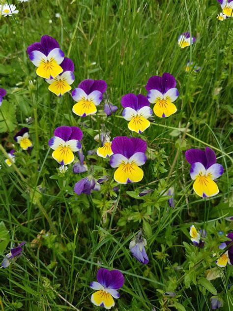 Viola Wittrockiana Pansy Viola X Wittrockiana Photograph By Maria