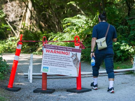 Stanley Park Fully Re Opens Following Coyote Cull Vancouver Sun