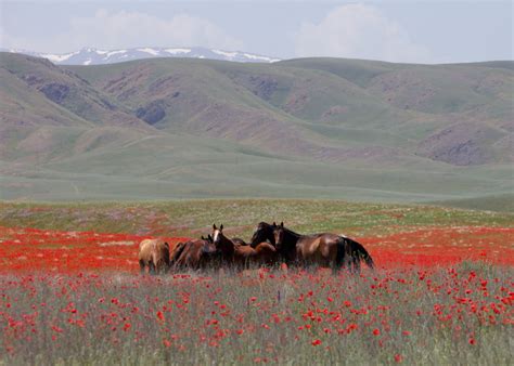 steppe route wikipedia eurasian steppe horses steppe