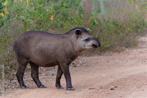 Stockfoto South American Tapir Tapirus Terrestris Also Called The