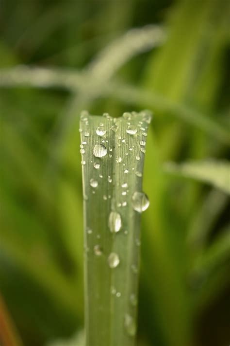 Kostenlose Bild Wassertropfen Regenzeit Feuchtigkeit Regentropfen