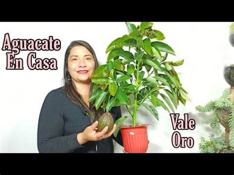 Cómo cultivar aguacate en casa