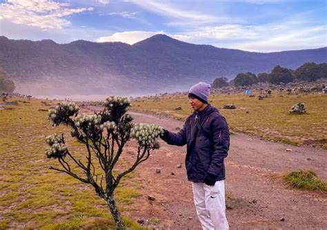 Potret Alun Alun Surya Kencana Surga Edelweiss Gunung Gede