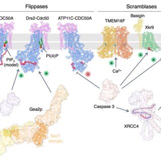 Regulatory mechanisms underpinning flippase-and scramblase-mediated ...