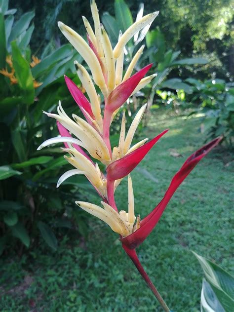 Dwarf Heliconia Lady Di Variegated Parrots Beak Live Rhizome Etsy