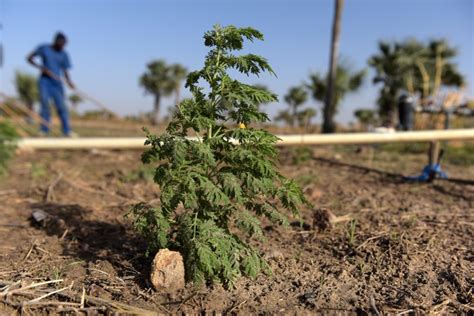 LArtemisia la plante qui guérit du paludisme La Relève et La Peste